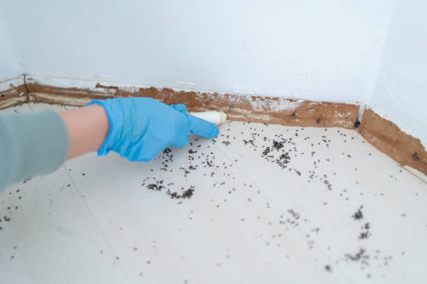 Best Termite Control Services  in Tuckahoe, NY
